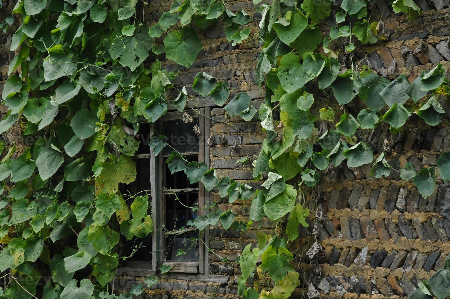 pianta rampicante edera su vecchio edificio nel Europa foto