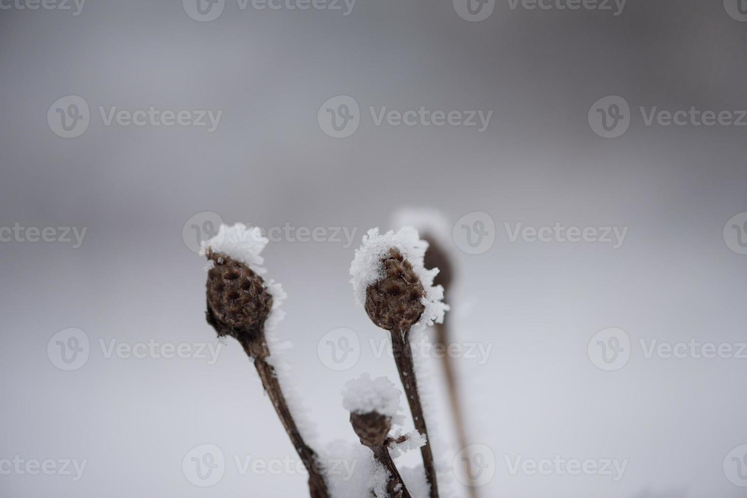 albero di pino sempreverde di natale coperto di neve fresca foto