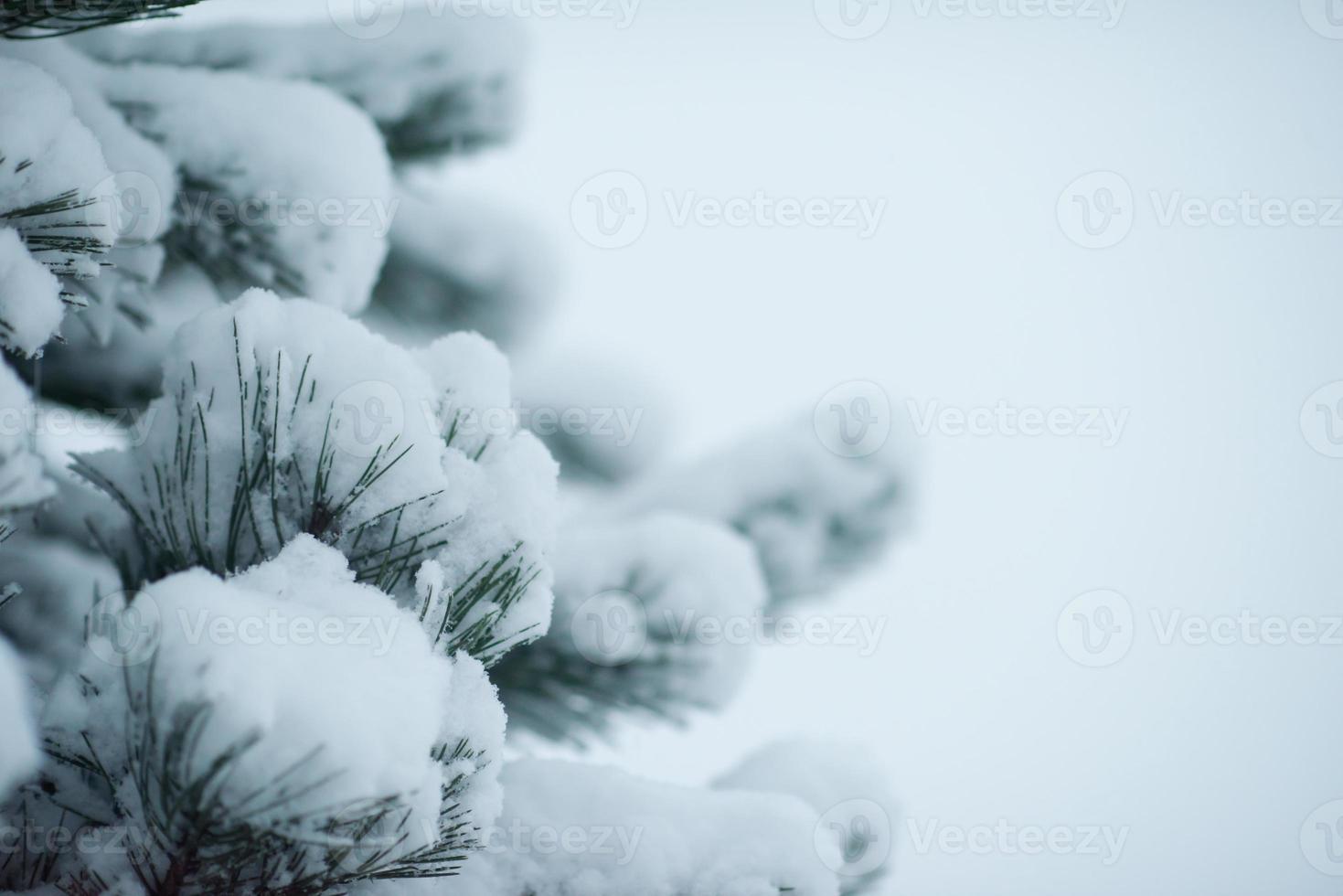 albero di pino sempreverde di natale coperto di neve fresca foto