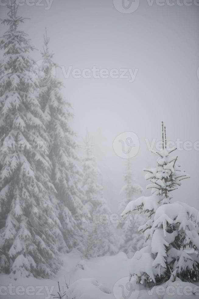 albero di pino sempreverde di natale coperto di neve fresca foto