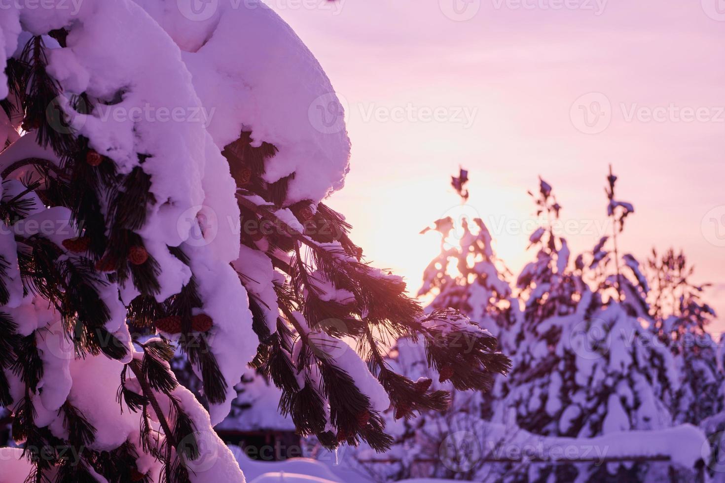 inverno Alba con fresco neve coperto foresta e montagne foto