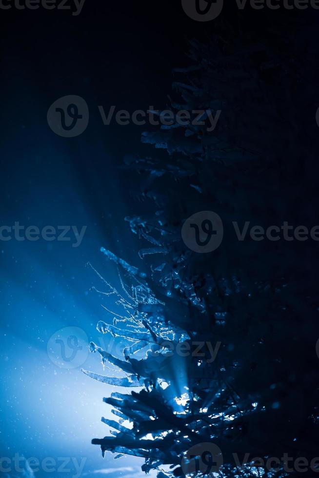 albero coperto di neve fresca nella notte d'inverno foto