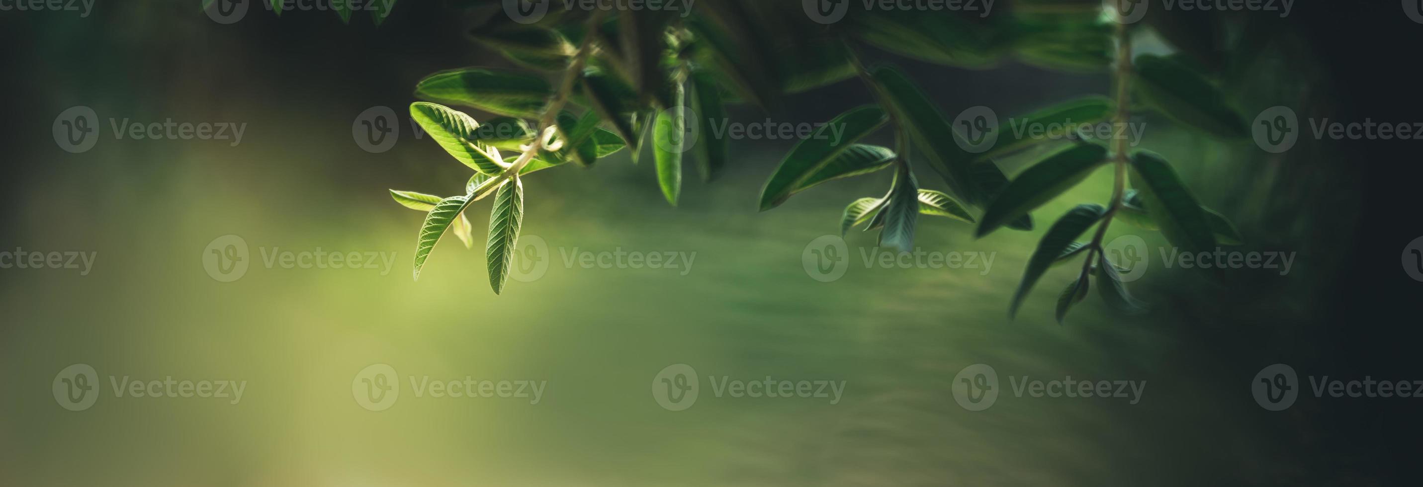 avvicinamento di bellissimo natura Visualizza verde foglia su sfocato verdura ombra e sfondo nel giardino con copia spazio utilizzando come sfondo copertina pagina concetto. foto