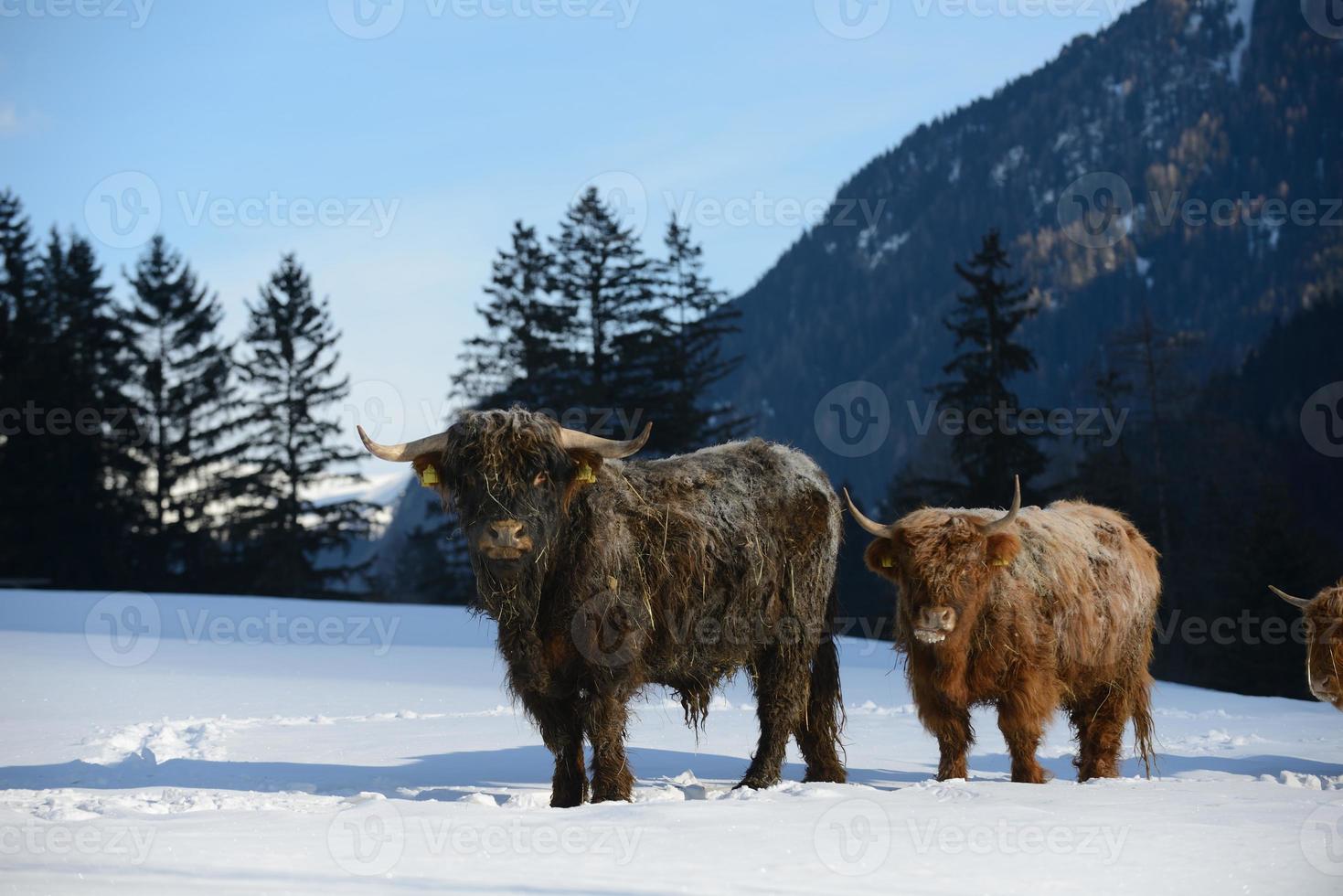 animale di vacca in inverno foto