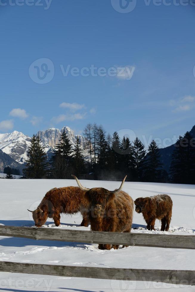 animale di vacca in inverno foto