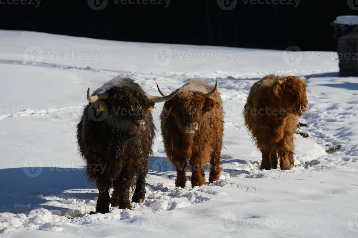 animale di vacca in inverno foto