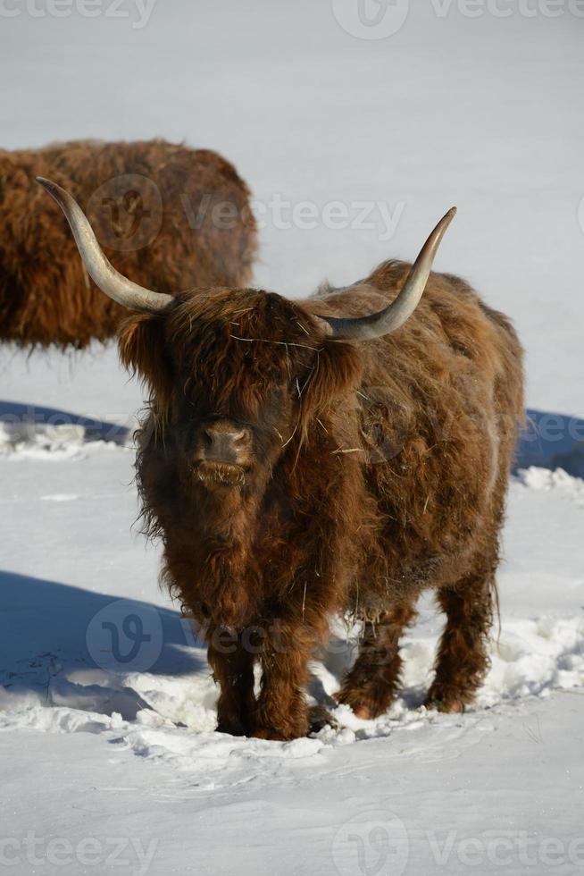 animale di vacca in inverno foto