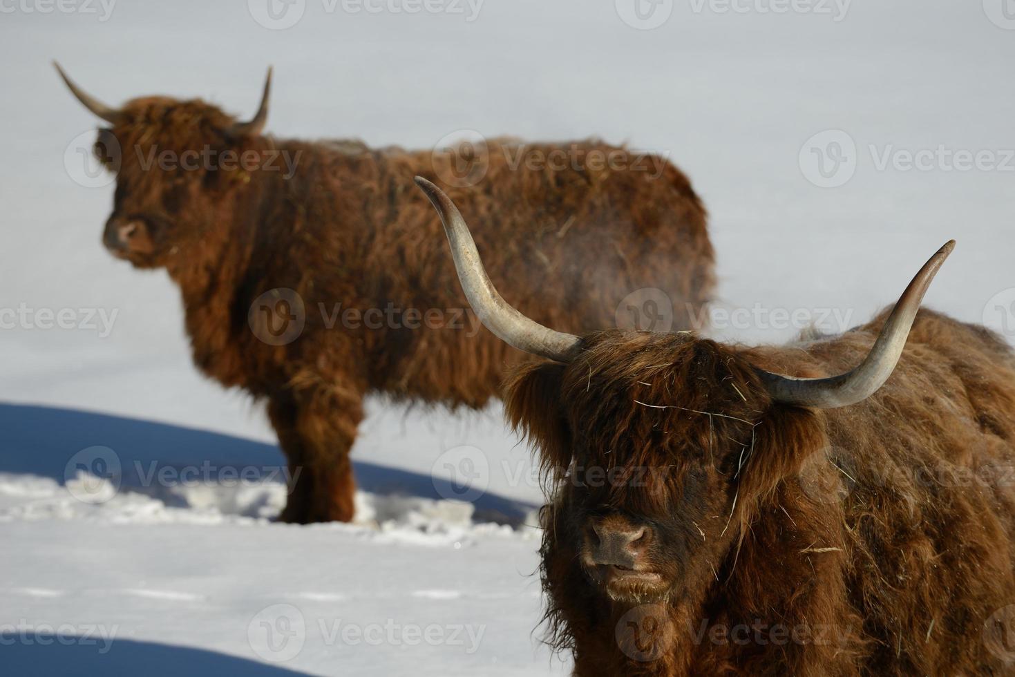 animale di vacca in inverno foto