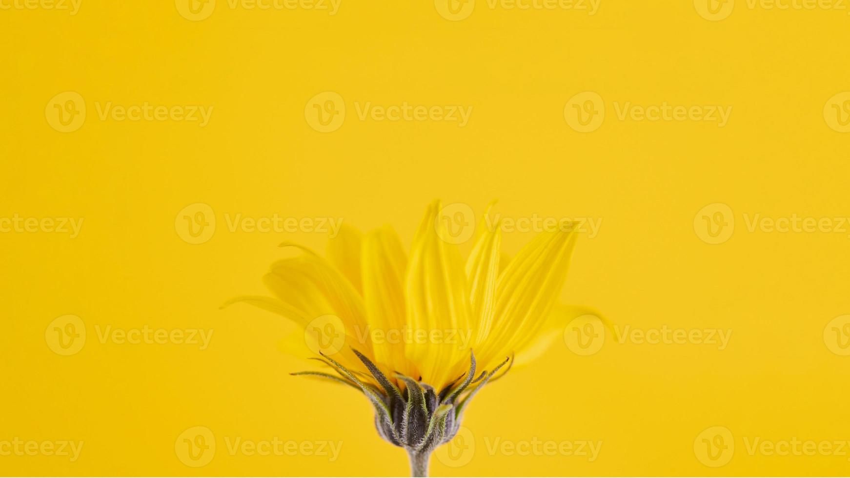 bocciolo di fiore giallo di topinambur su sfondo giallo, spazio di copia superiore, fiore giallo sfocato foto