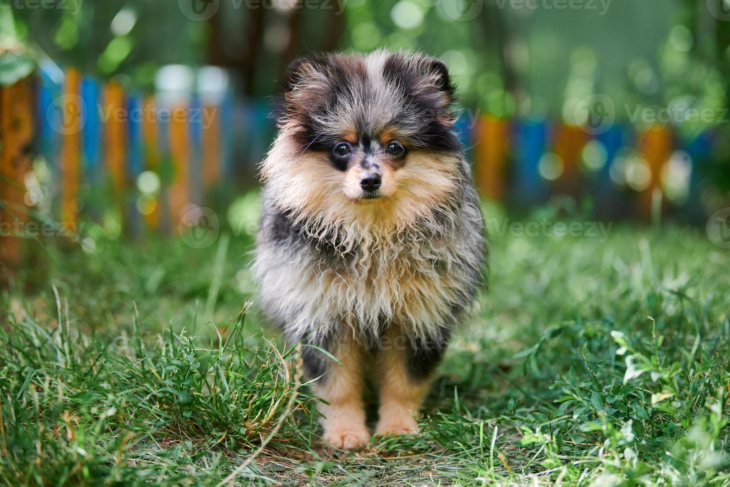 cucciolo di spitz di Pomerania in giardino foto