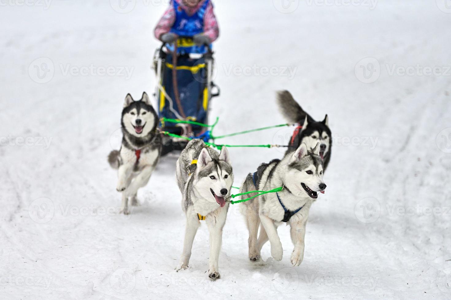 corse di cani da slitta husky foto