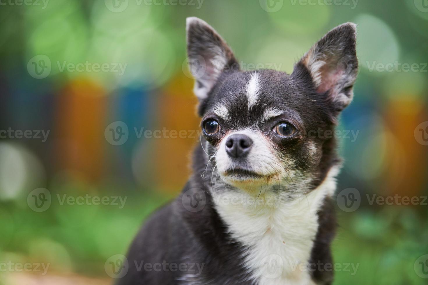 chihuahua cucciolo ritratto, poco cane nel giardino foto