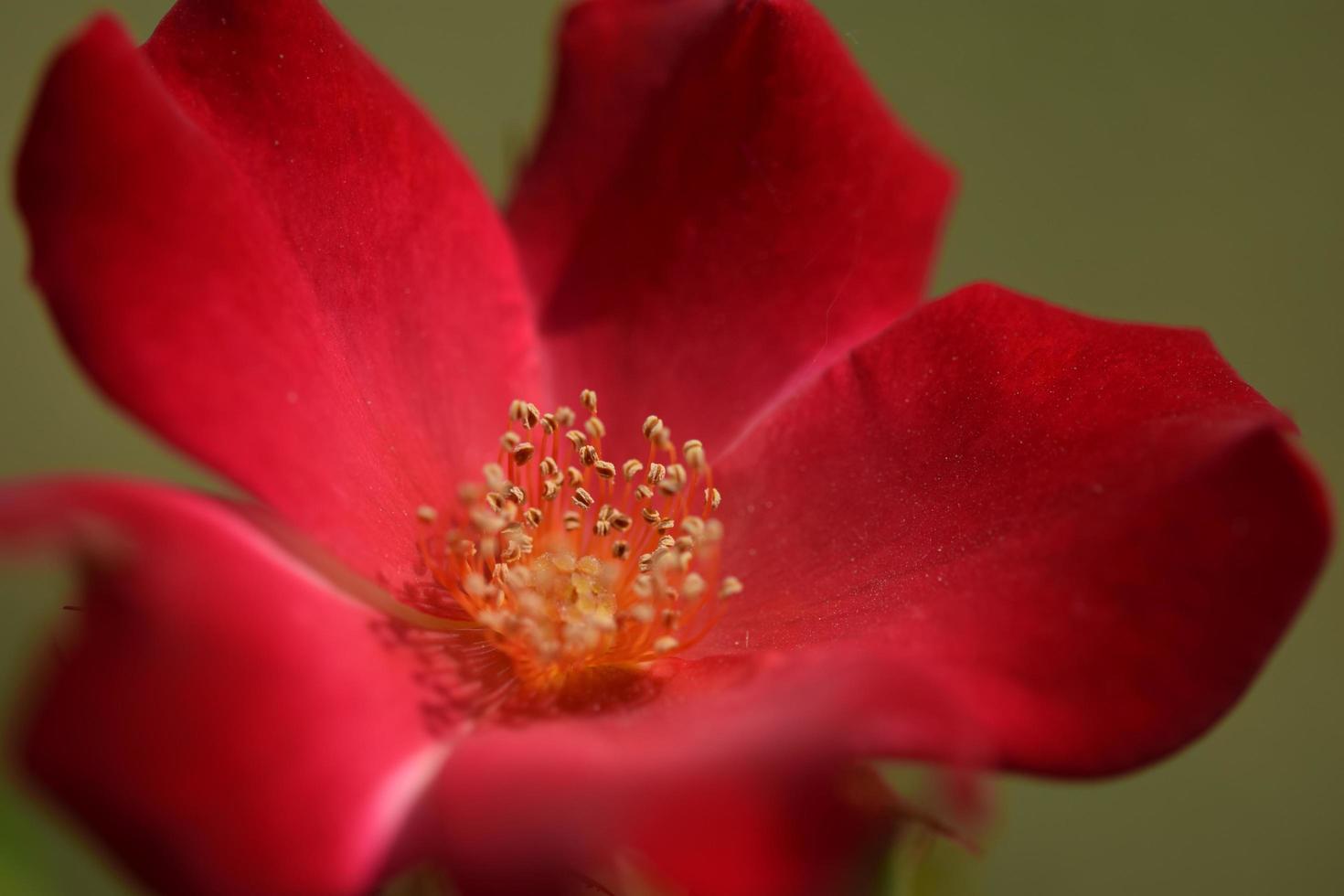 macro tiro di rosso rosa fiore foto