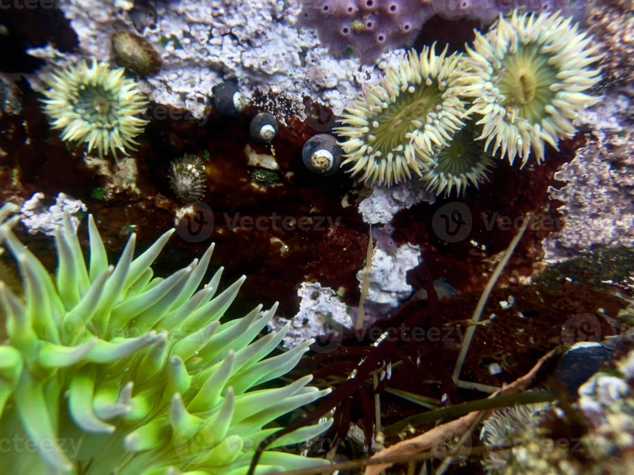 subacqueo mare anemoni foto