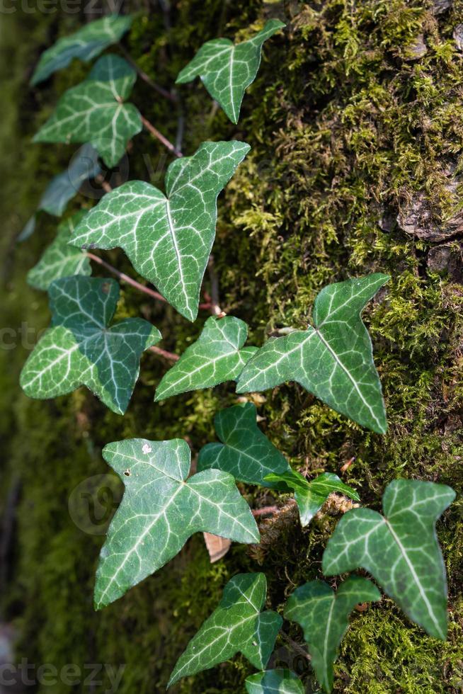 edera e albero tronco foto