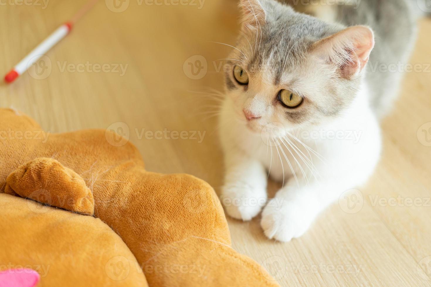 simpatico gatto che si guarda intorno, concetto di animali domestici, animali domestici. ritratto ravvicinato di gatto seduto guardandosi intorno foto