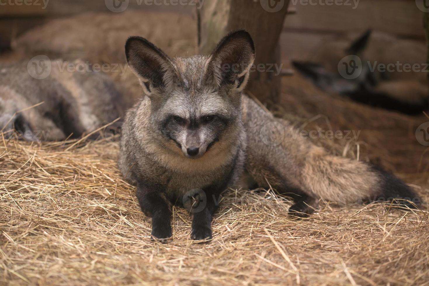 volpe dalle orecchie di pipistrello foto