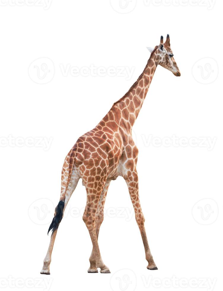 giraffa isolato su sfondo bianco foto