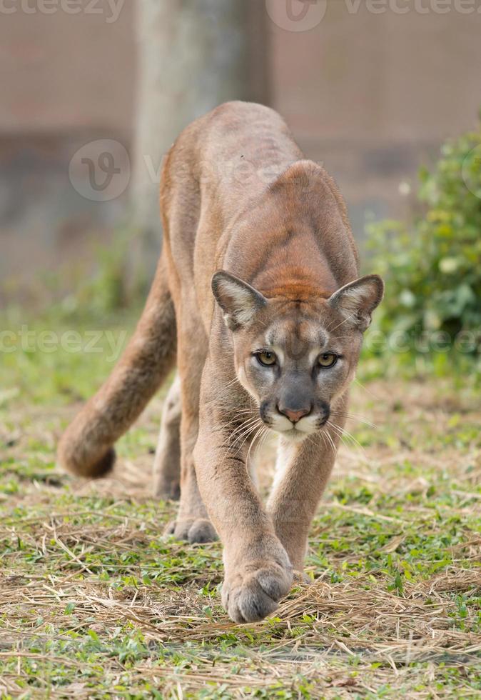 puma nel zoo foto