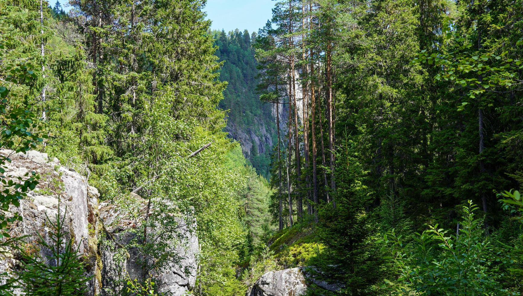 paesaggio di verde Norvegia natura riempire con alto alberi di abies nordmanniana e rocce con chiaro blu cielo a il sfondo foto