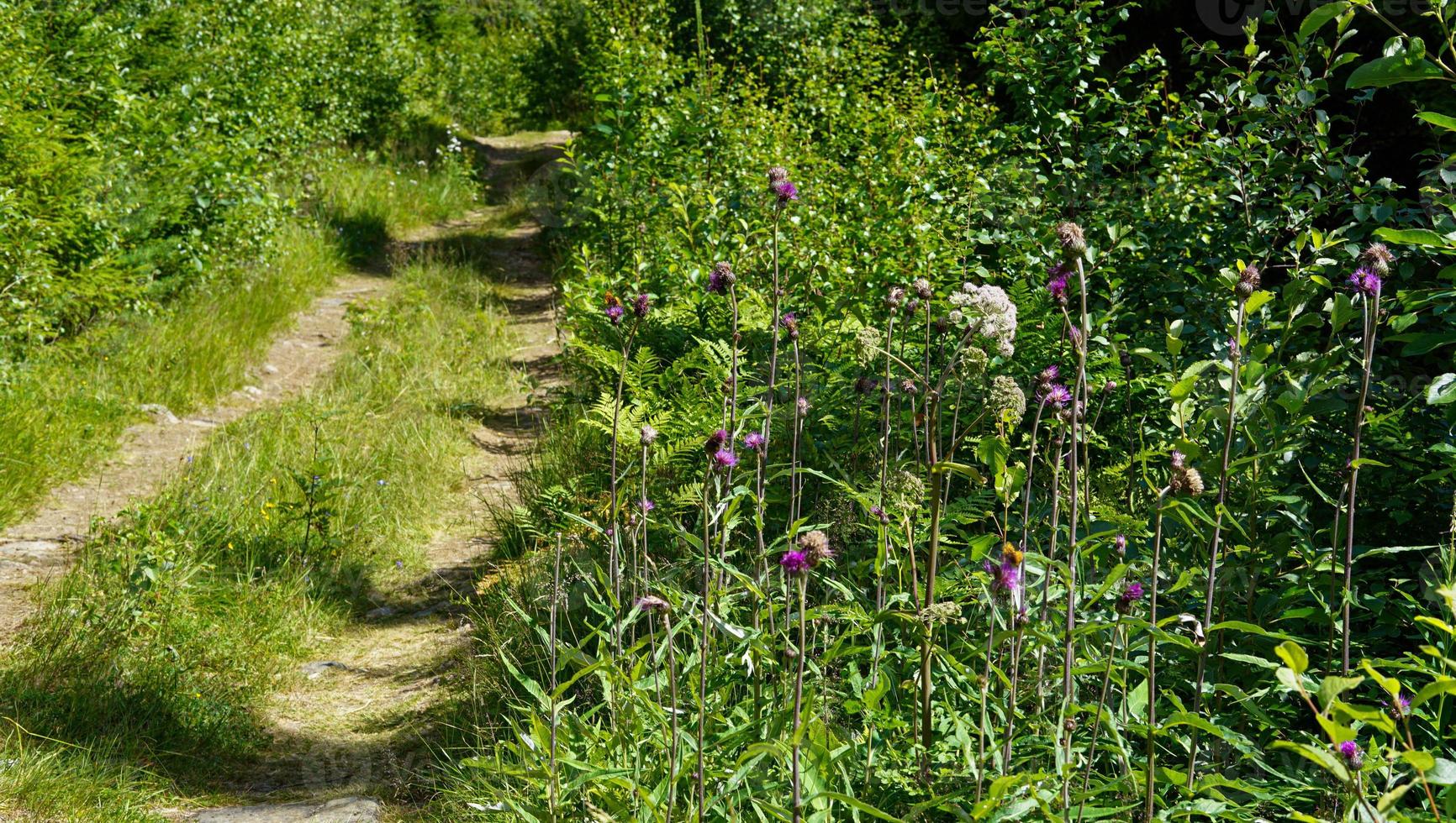 bellissimo tiro di stretto sentiero nel il mezzo di il erboso i campi con selvaggio fiori durante Norvegia estate natura foto