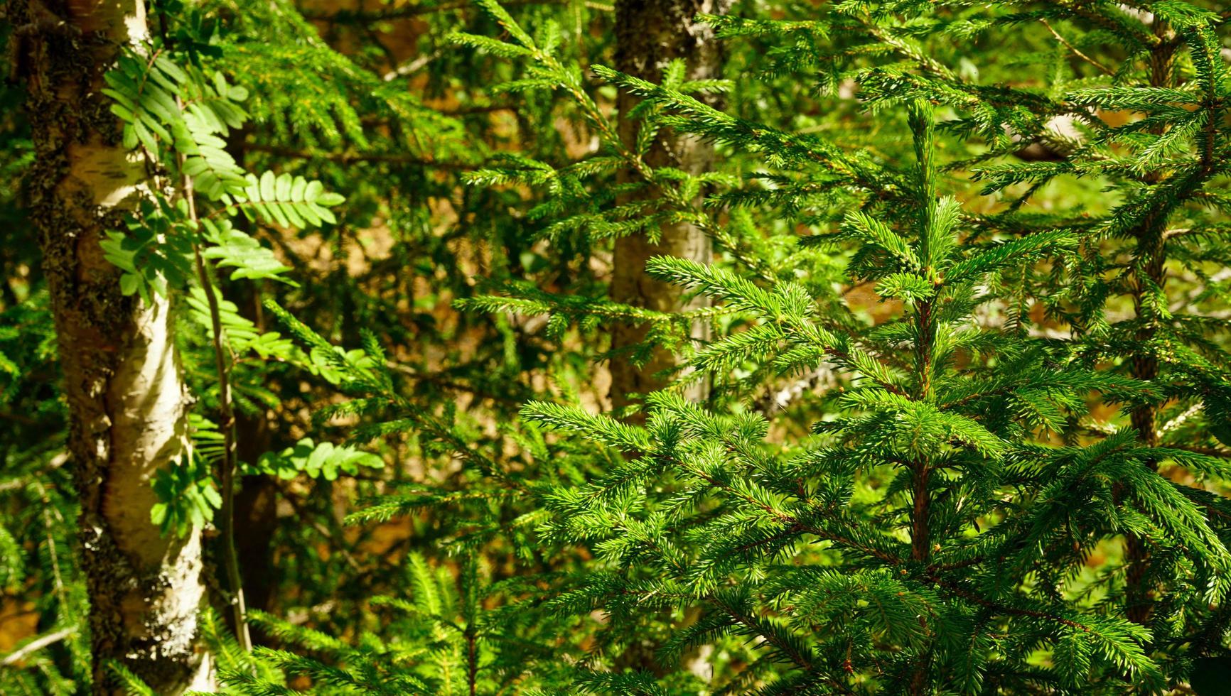 piccolo verde di il nordmann abete alberi nel Norvegia all'aperto natura riflesso di caldo luce del sole e rendere un' scenario scena foto