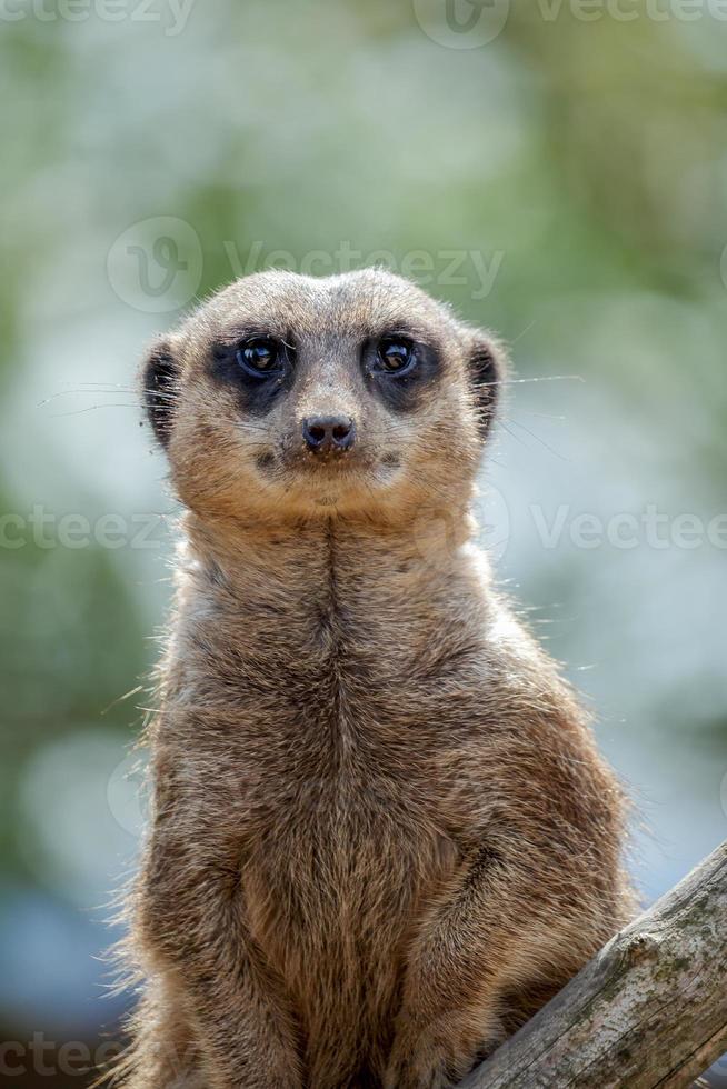 meerkat o suricate recitazione come un' sentinella foto