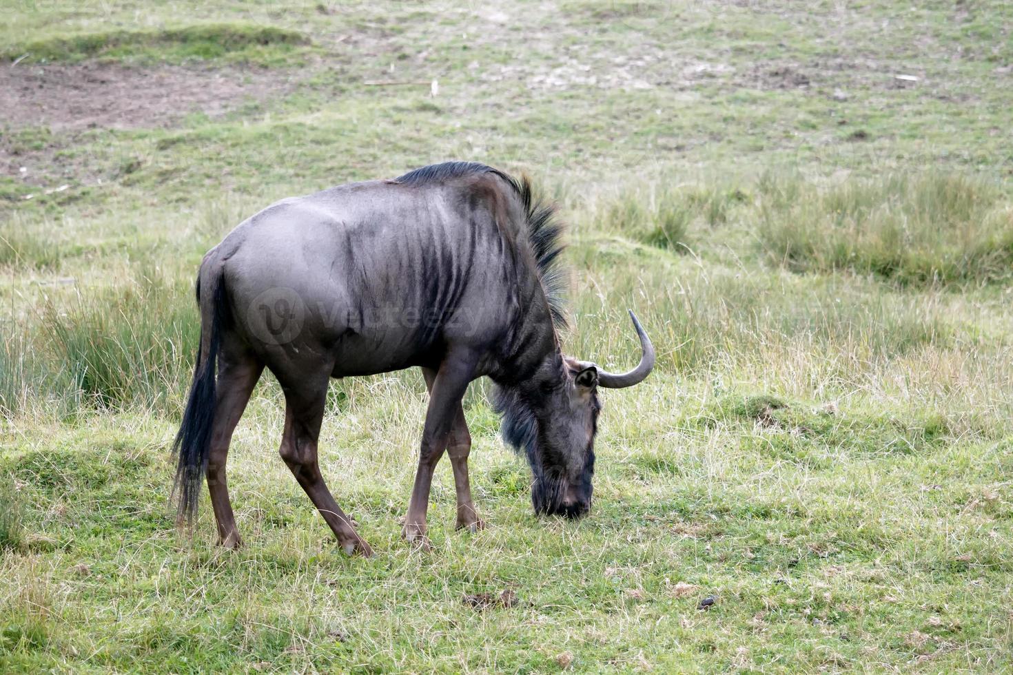 blu gnu o tigrato gnu pascolo foto