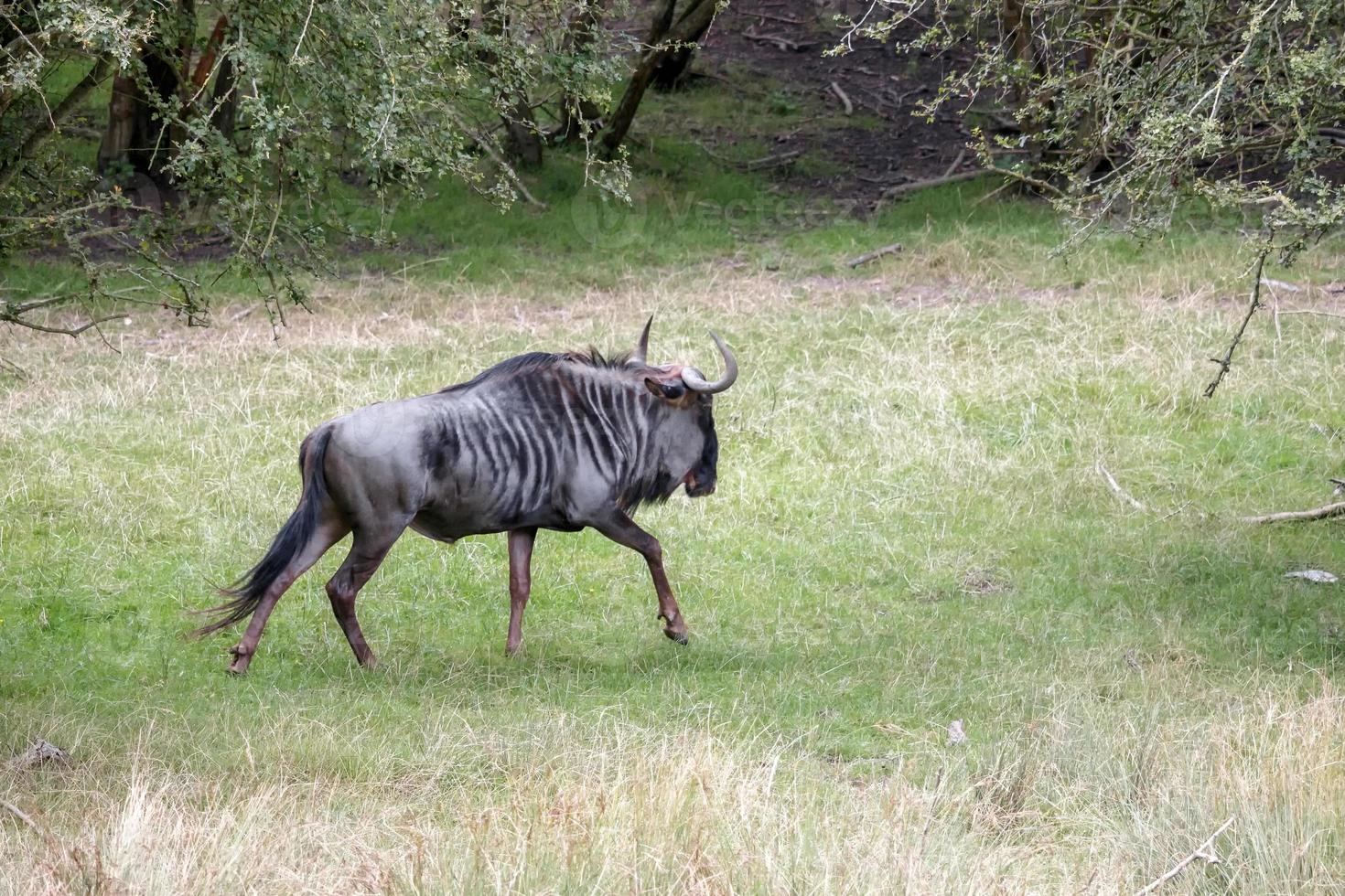 blu gnu o tigrato gnu, c. taurinus foto