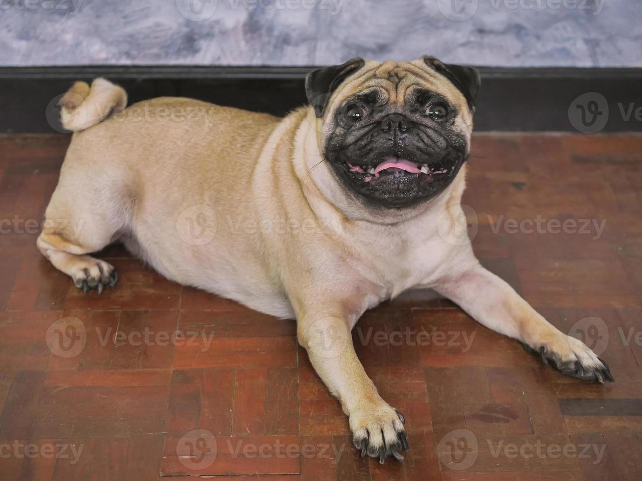 adorabile carlino cane dire bugie su pavimento a casa, 3 anno vecchio, guardare a il telecamera foto