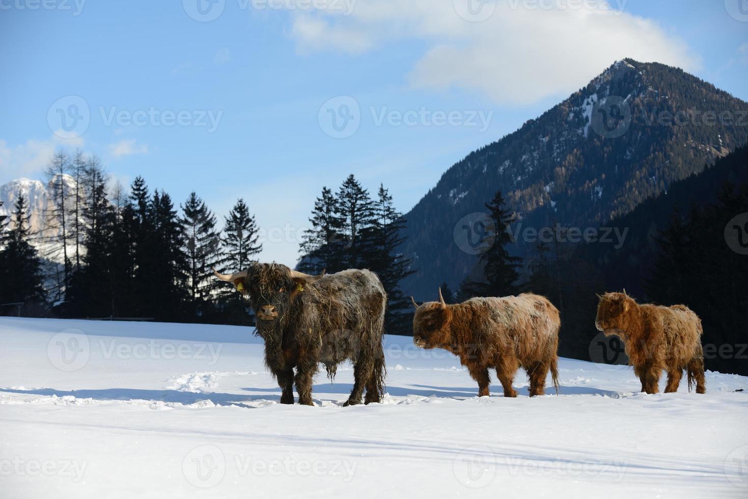 animale di vacca in inverno foto