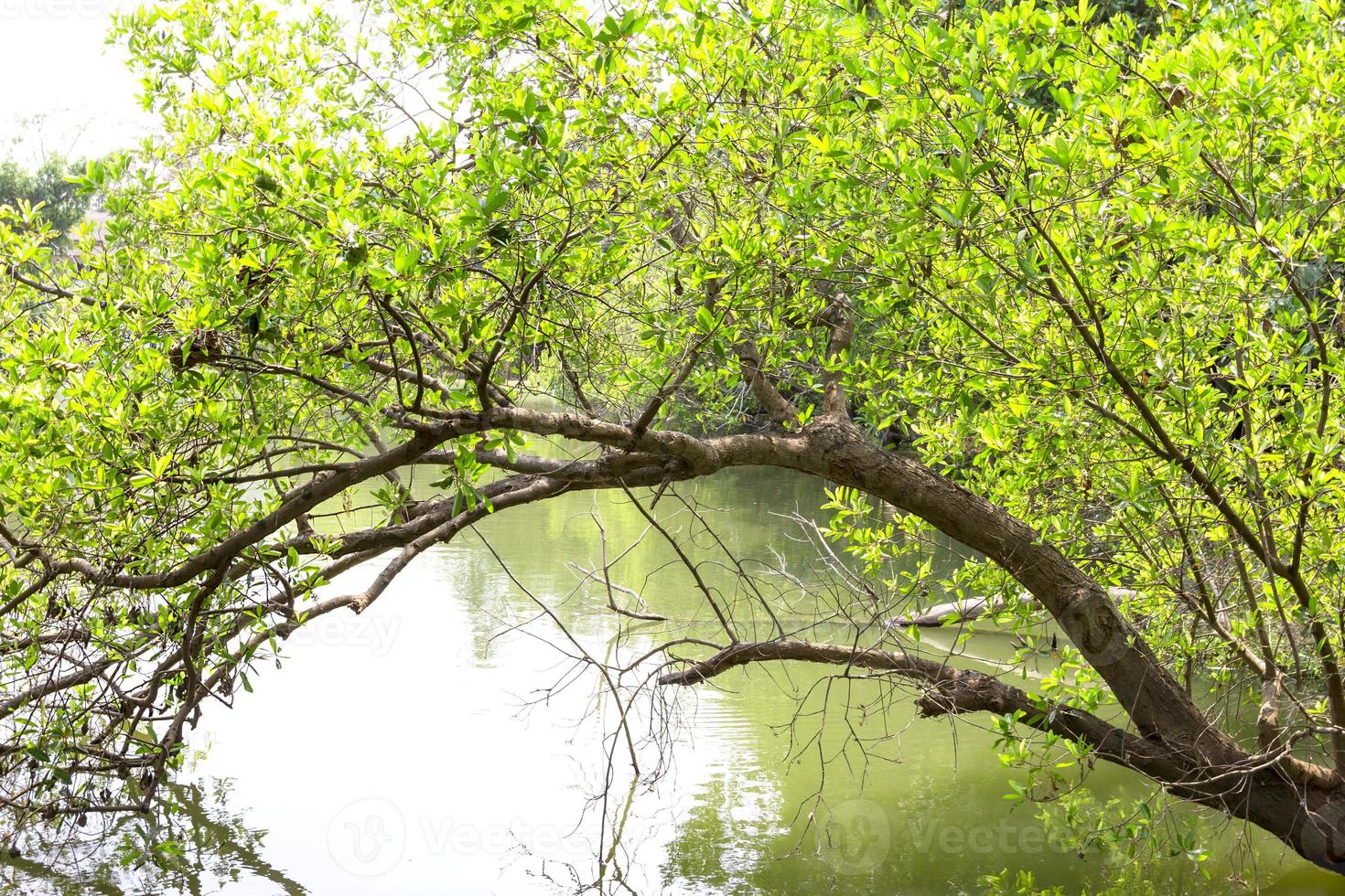 verde albero al di sopra di Riva del fiume foto