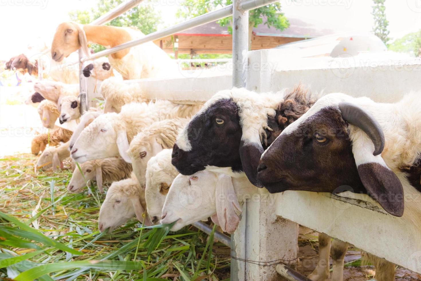 pecora nel fattoria, Tailandia foto