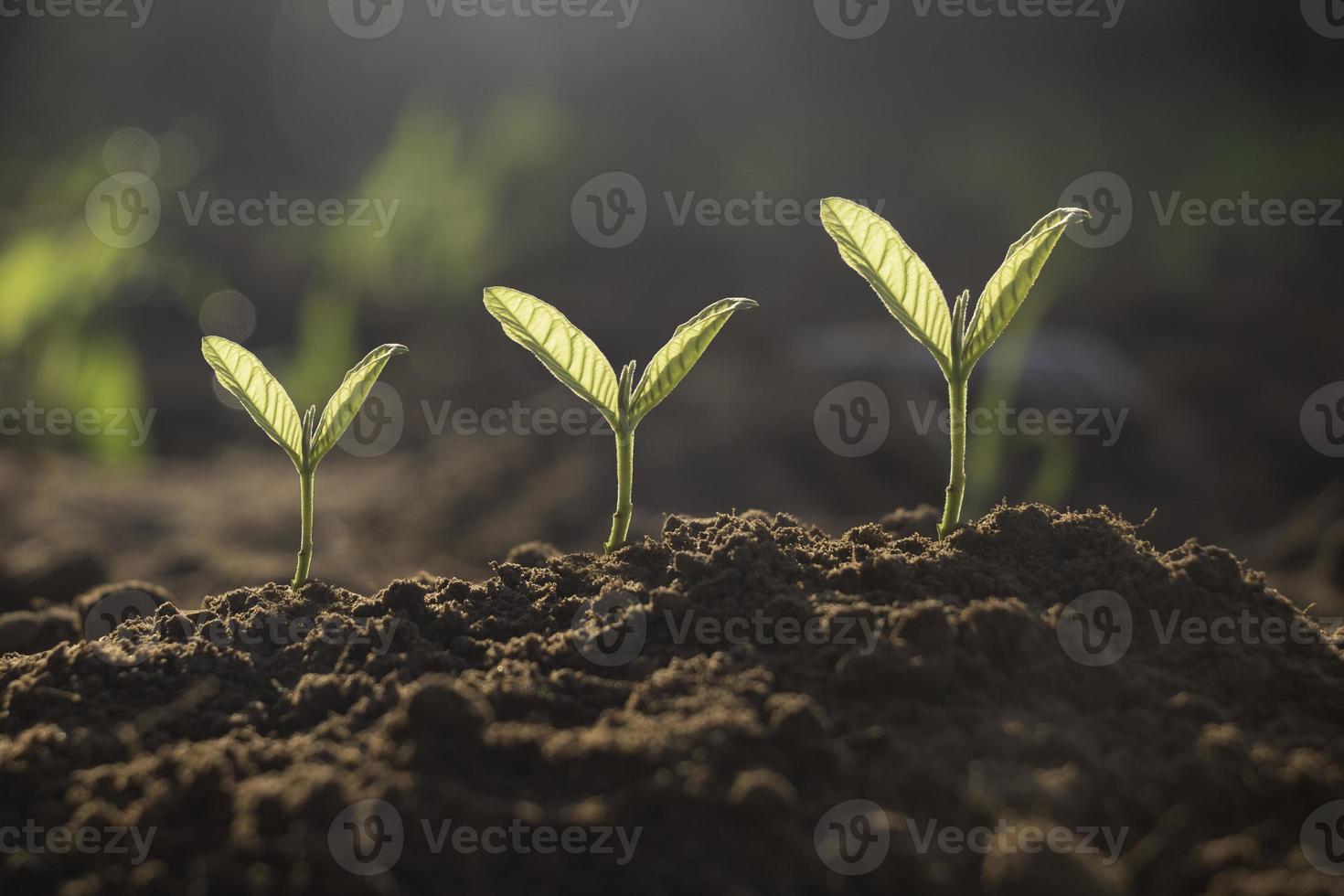 seme impianti siamo crescendo.loro siamo in crescita passo di primo passo ha radice e crescere sotto il suolo e il altro seme ha lascia.loro siamo in crescita tra luce solare.foto nuovo vita e in crescita concetto. foto