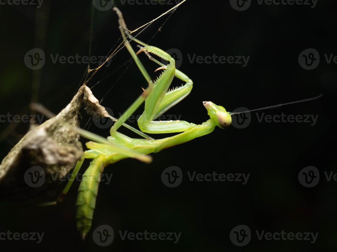 vicino su sparare di un' preghiere mantide foto