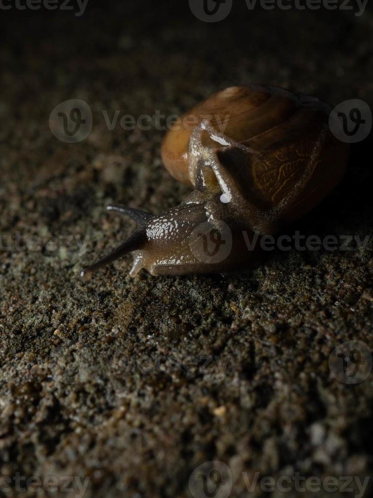 vicino su sparare di un' giardino lumaca foto