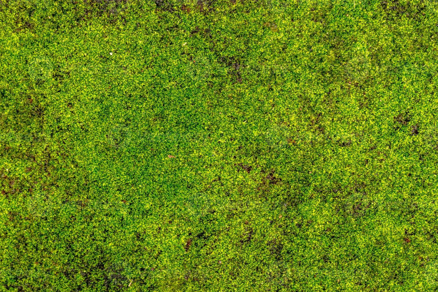 piante di erba verde fresca, utilizzate per lo sfondo con un tema naturale, concetto naturale foto