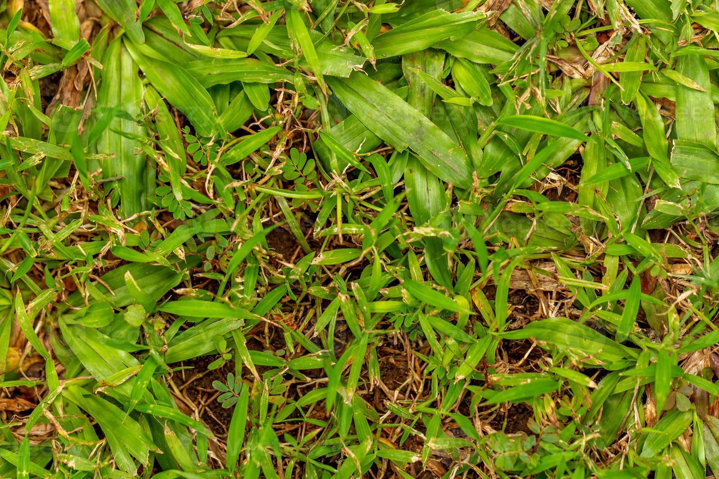 piante di erba verde fresca, utilizzate per lo sfondo con un tema naturale, concetto naturale foto