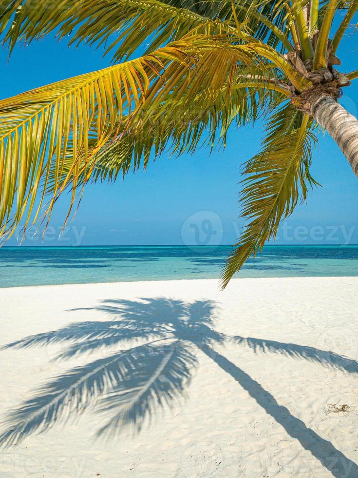 estate spiaggia sfondo palma alberi contro blu cielo bandiera panorama, tropicale viaggio destinazione. bianca sabbia, blu mare esotico paesaggio, sorprendente estate sfondo foto