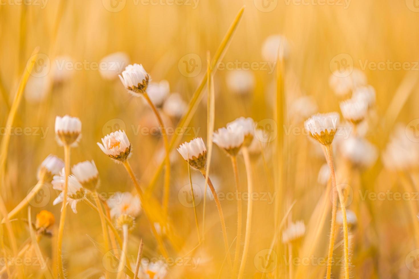 astratto morbido messa a fuoco tramonto campo paesaggio di bianca fiori e erba prato caldo d'oro ora tramonto Alba volta. tranquillo autunno tramonto natura avvicinamento e sfocato foresta sfondo. idilliaco natura foto