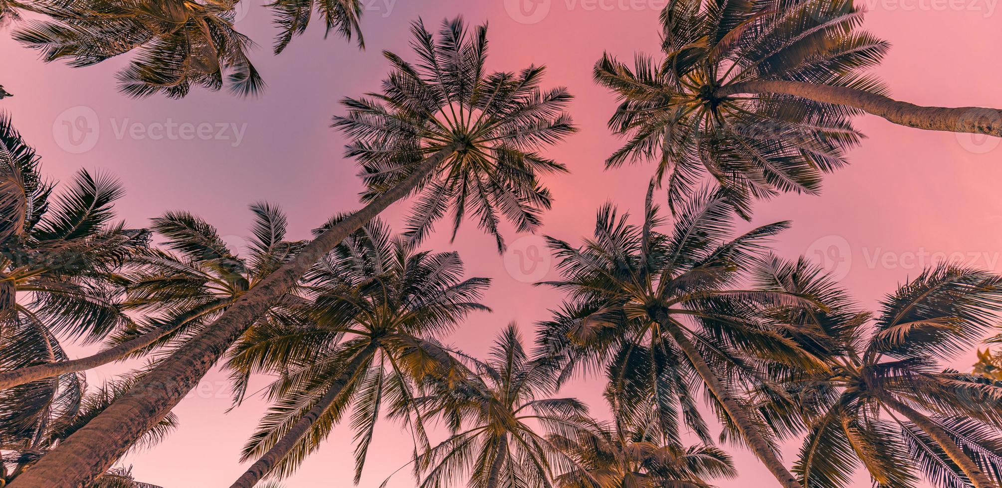 romantico vibrazioni di tropicale palma albero con sole leggero su cielo sfondo. all'aperto tramonto esotico fogliame, avvicinamento natura paesaggio. Noce di cocco palma alberi e splendente sole al di sopra di luminosa cielo. estate primavera natura foto