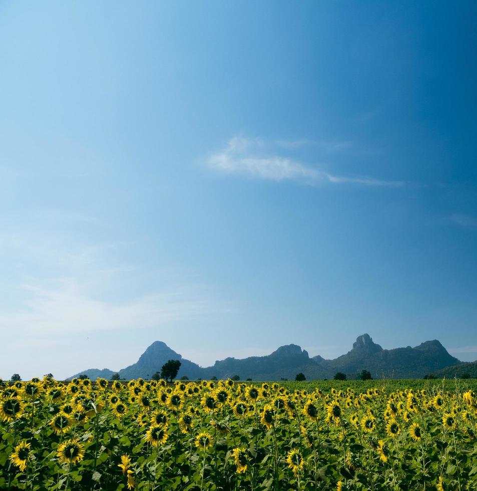 davanti Visualizza prospiciente il giallo girasole siamo fioritura meravigliosamente nel un' spalancata campo lungo con il blu cielo quello sembra confortevole su il occhi, fa esso rilassante a il momento quello voi può vedere foto