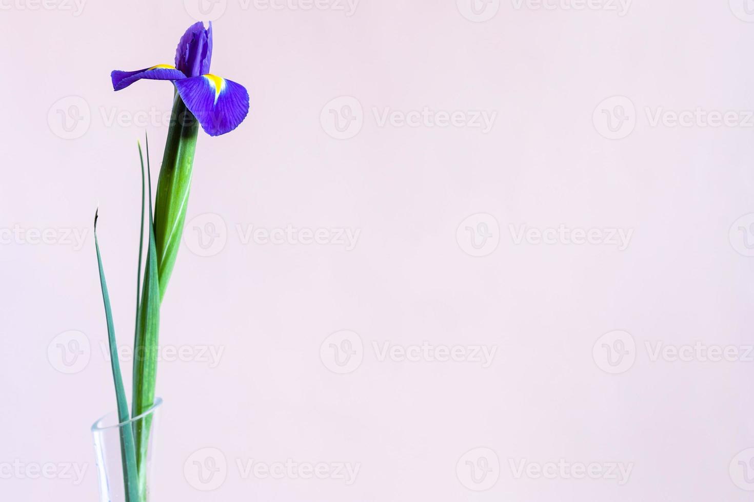 singolo fresco blu iris fiore con rosa sfondo foto