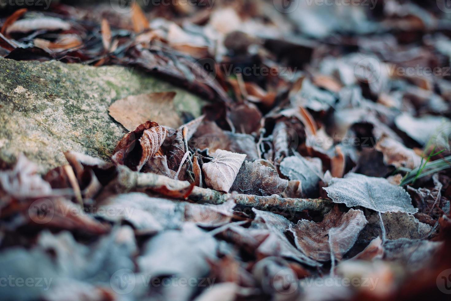 vicino su di asciutto autunno le foglie su il terra foto