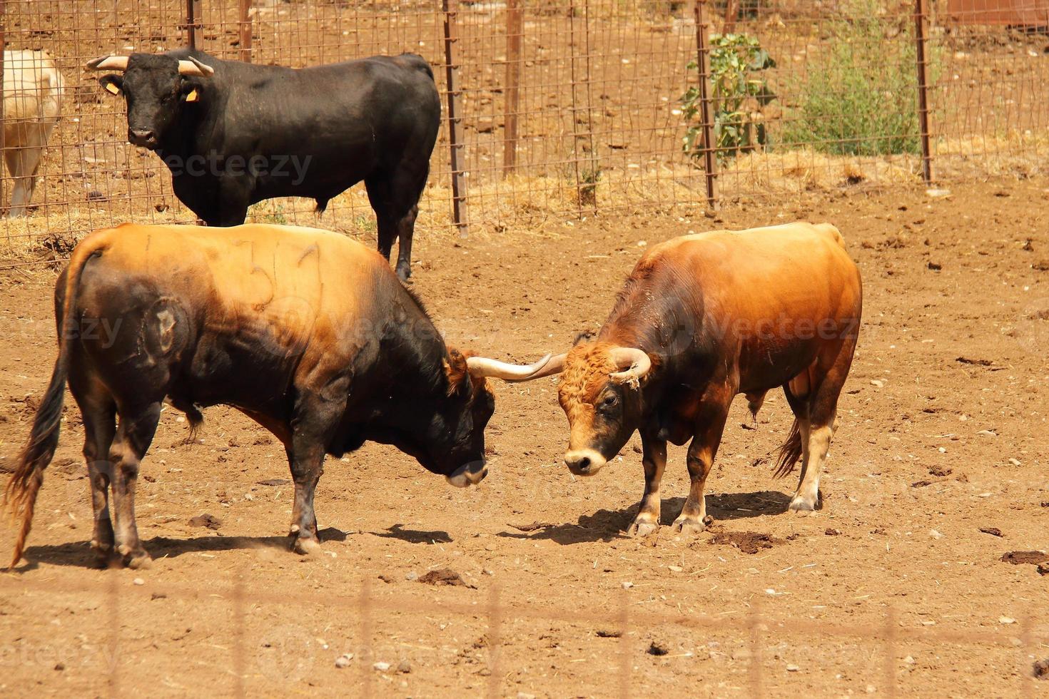 azienda agricola di tori, ranch stile agricoltura foto