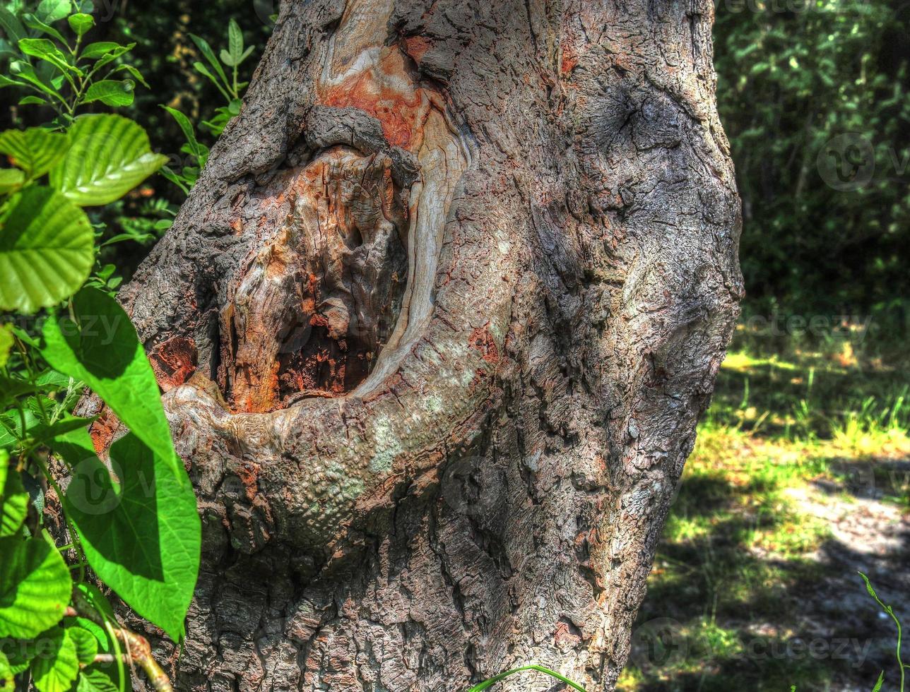 bella vista in una fitta foresta verde con luce solare intensa che proietta un'ombra profonda foto