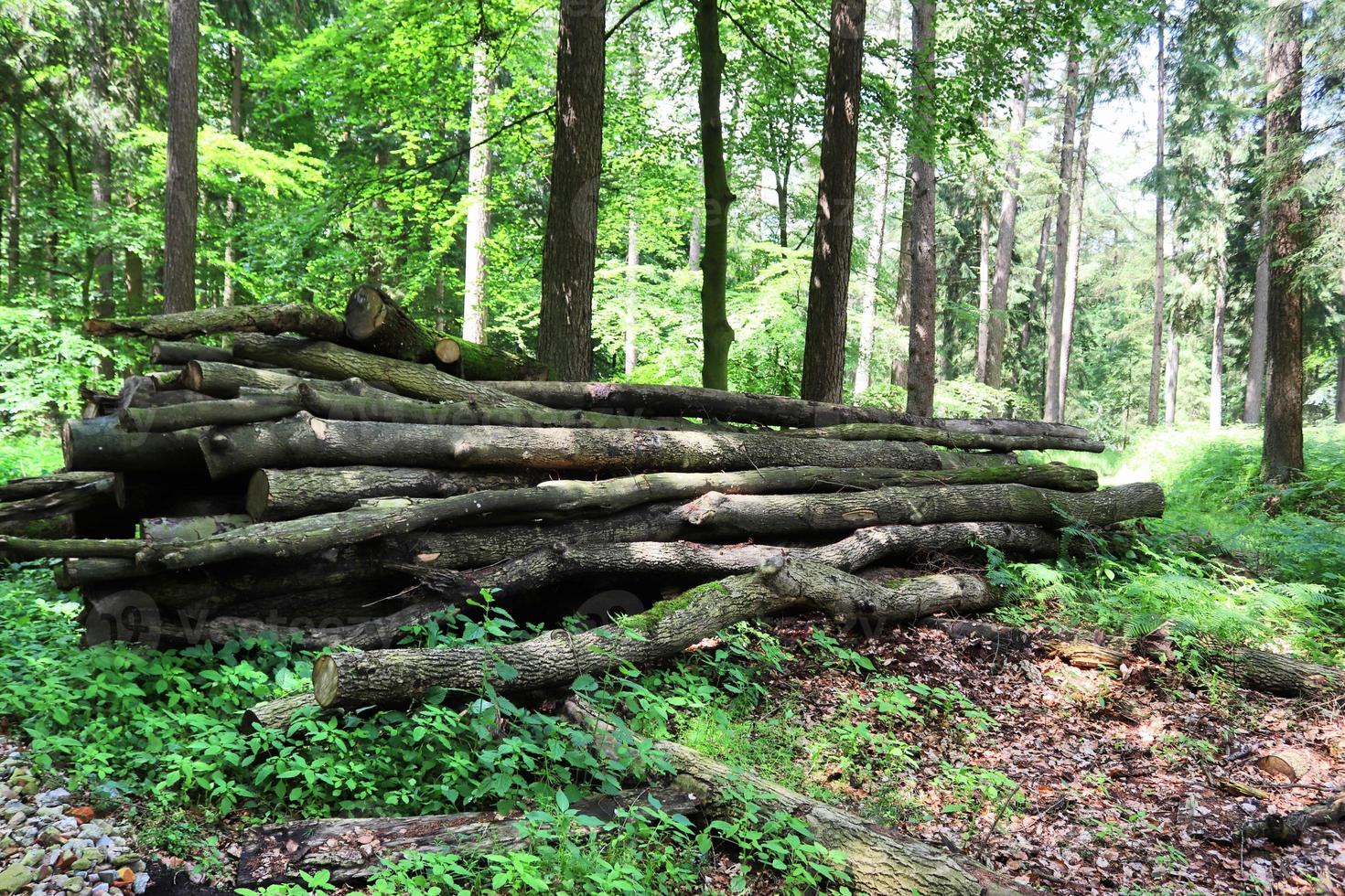 bella vista in una fitta foresta verde con luce solare intensa che proietta un'ombra profonda foto