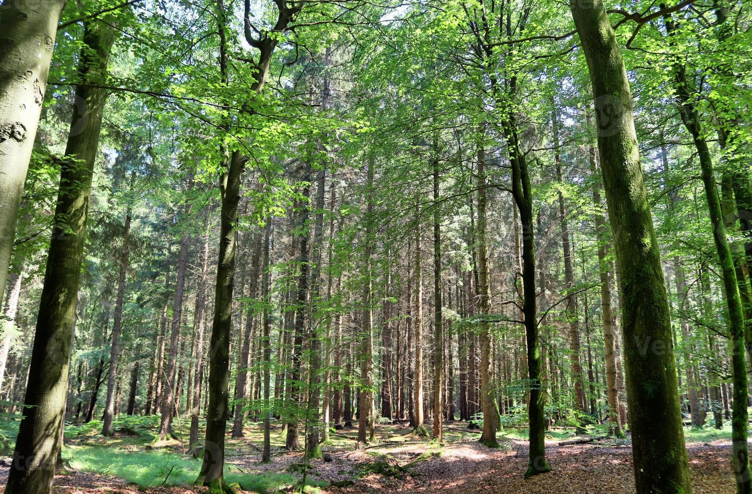 bella vista in una fitta foresta verde con luce solare intensa che proietta un'ombra profonda foto