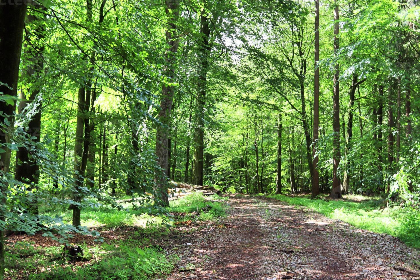 bella vista in una fitta foresta verde con luce solare intensa che proietta un'ombra profonda foto