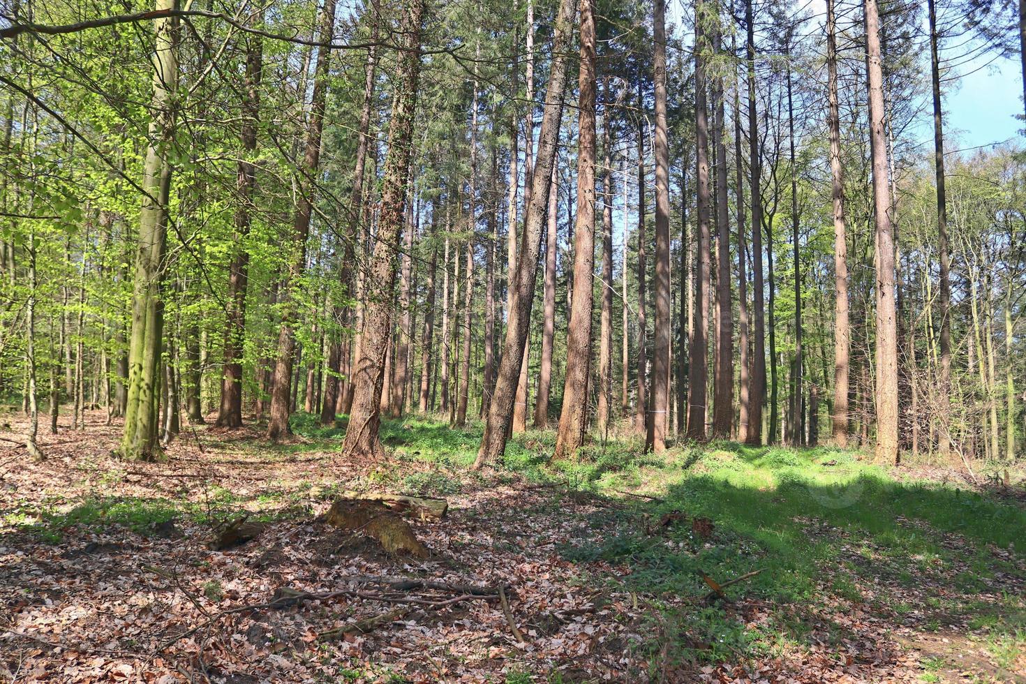 bella vista in una fitta foresta verde con luce solare intensa che proietta un'ombra profonda foto